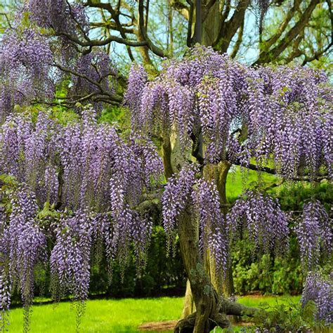 wisteria plants for sale